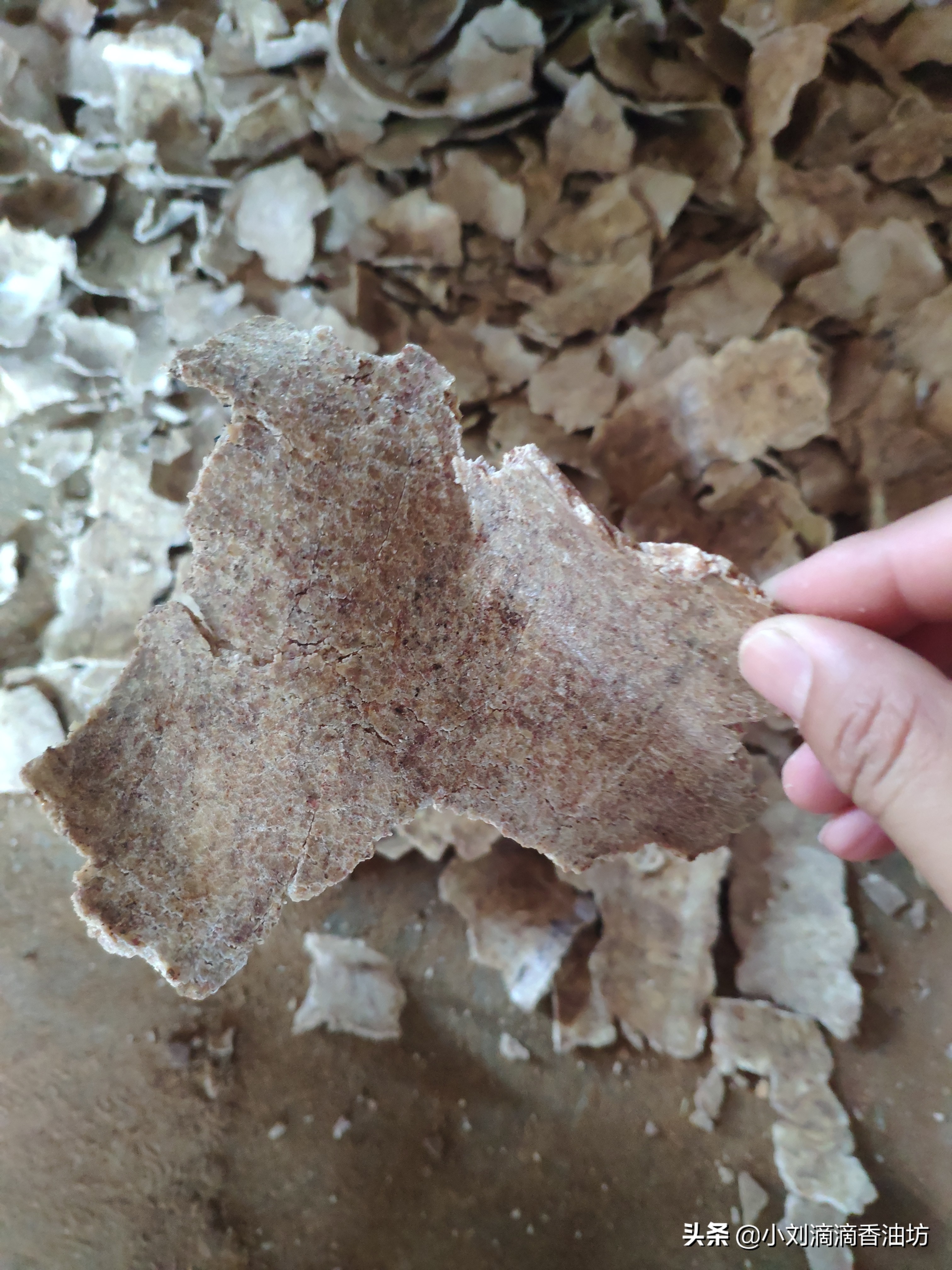 花生饼打窝钓鲫鱼效果怎么样,花生饼打窝钓鱼测试