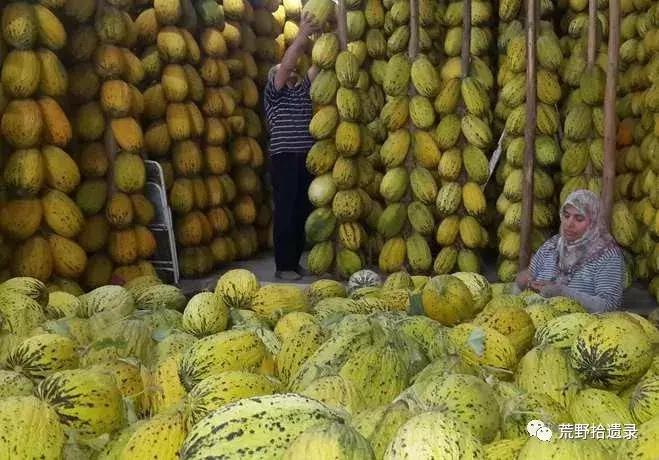 四川适合种植哈密瓜甜瓜品种,甜瓜种植技术新疆哈密瓜