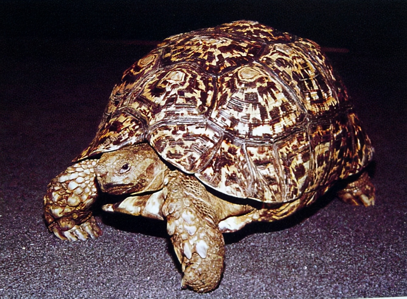 龟类纪录片,龟类图片