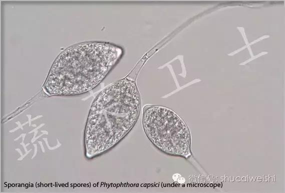 辣椒霉菌病,辣椒疫霉根腐病防治