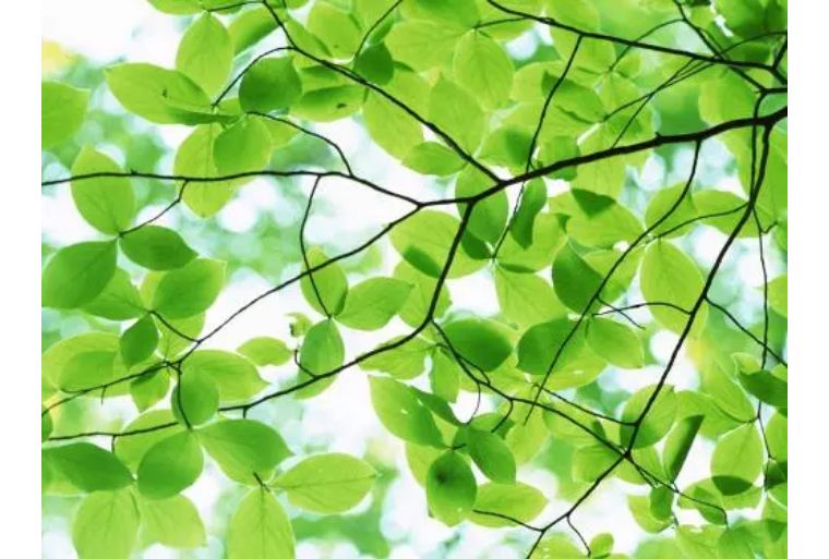 怎么选香水平价夏天,盲买都不会出错的香水推荐