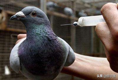 鸽副伤寒病的诊断与治疗方法,信鸽用人药治疗鸽病大全