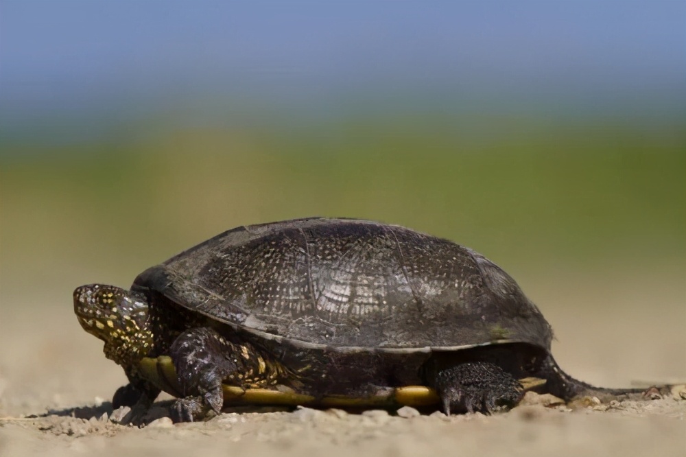 印度罕见白化病龟,印度罕见金龟