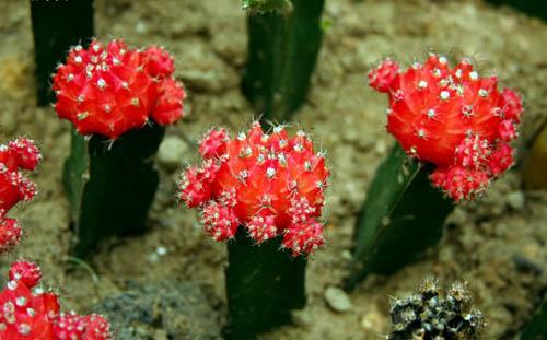 绯牡丹扦插,绯牡丹的繁殖方法