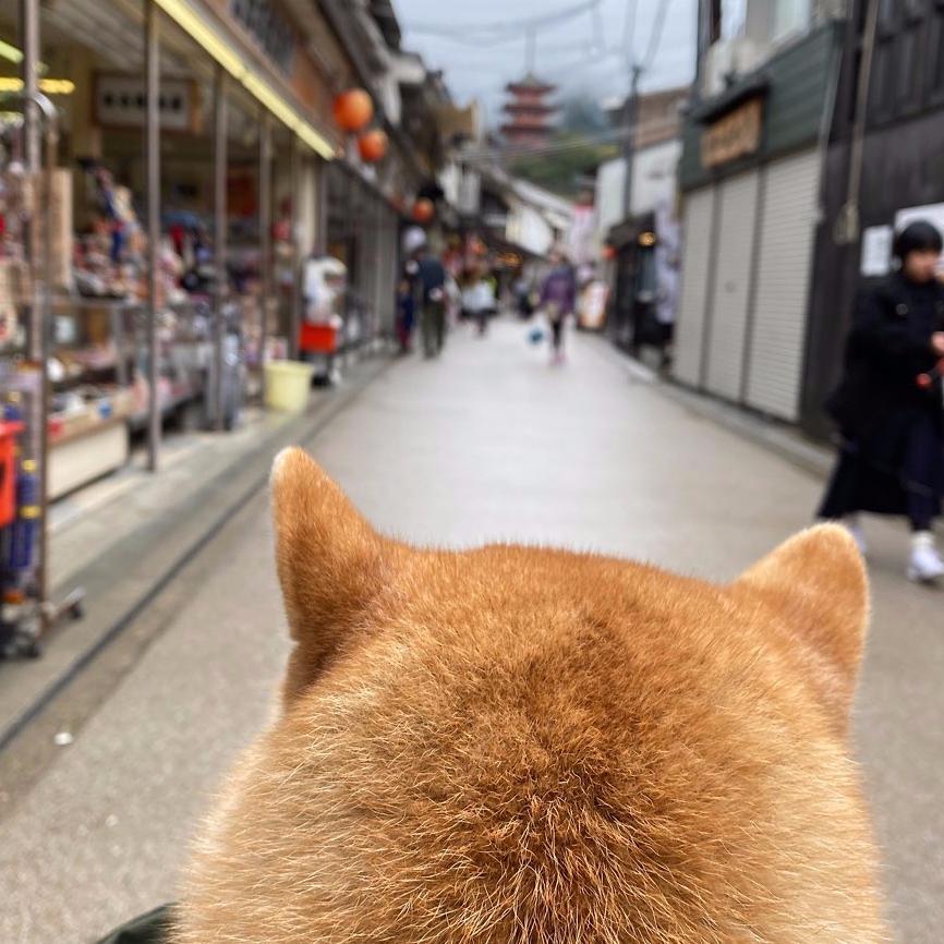 柴犬买几个月的比较好,柴犬多少钱一只真实价格