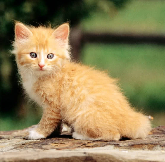 猫咪的猫癣和皮肤病的区别,猫咪除了猫癣还有什么皮肤病