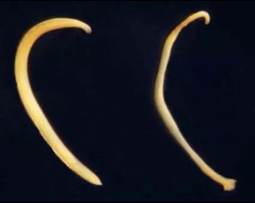 养猫狗真的那么容易感染寄生虫吗,猫狗驱虫药都驱虫哪些虫