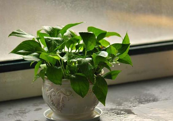 绿萝插扦20多天也没长新枝,绿萝两个月能爆盆吗