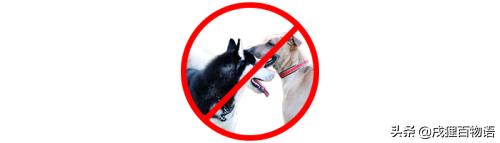 狗狗繁育问题,新手狗狗的受孕过程