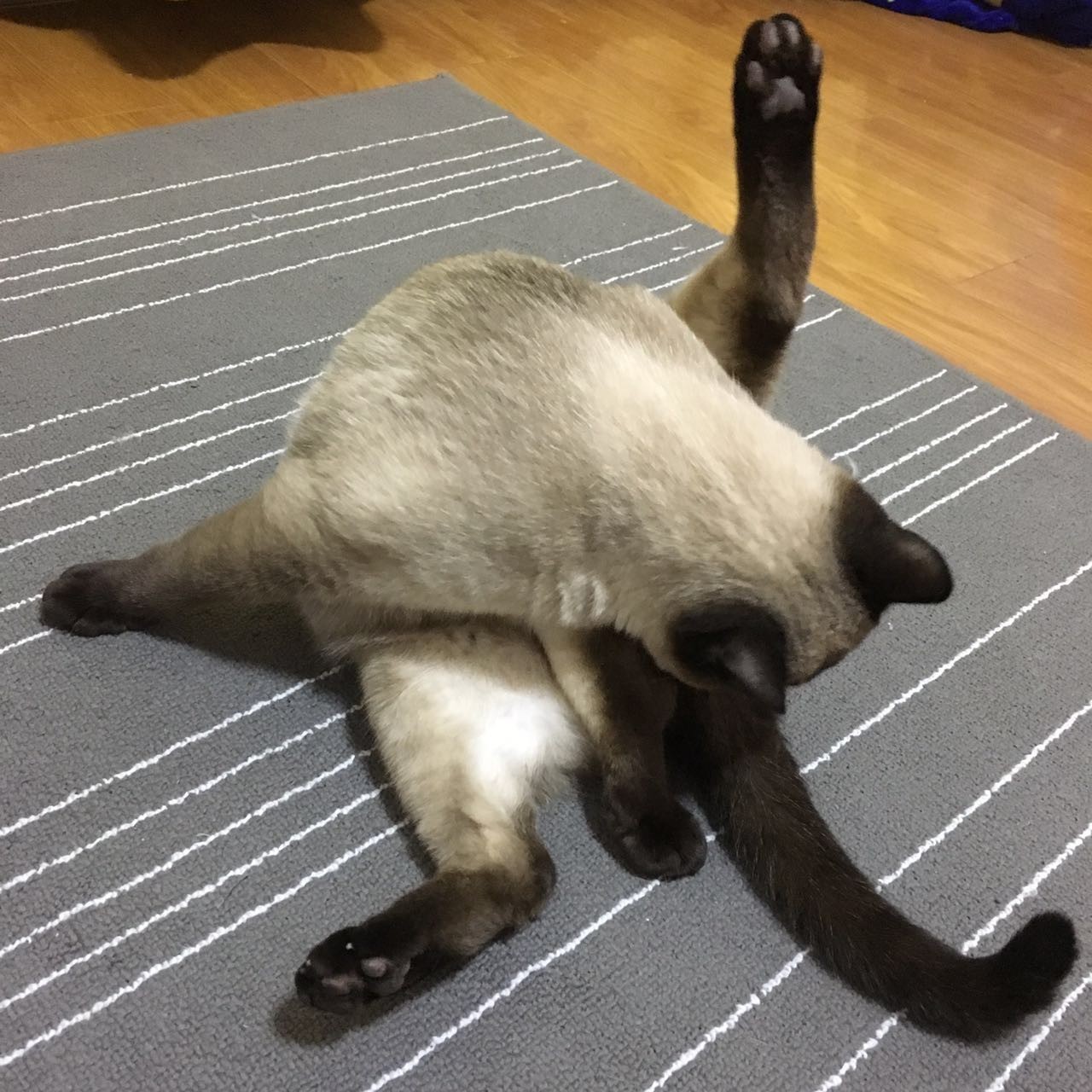 猫咪喜欢用屁股对着你啥意思,猫咪总喜欢拿屁股对着我