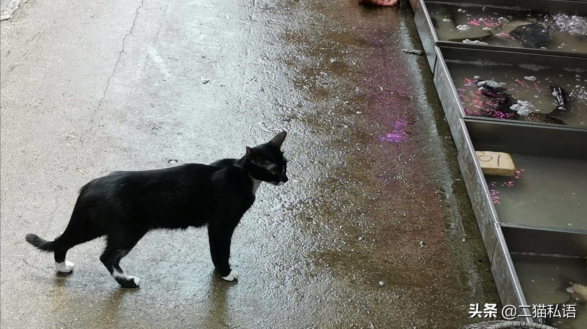 奶牛猫欲向鱼档主讨鱼吃,见有人来买鱼竟然如此做,真是太聪明了