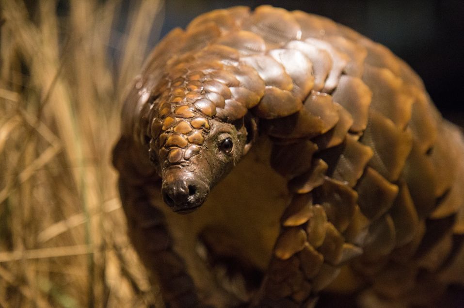 除了蝙蝠还有哪些动物发出超声波,三种动物不能吃蝙蝠
