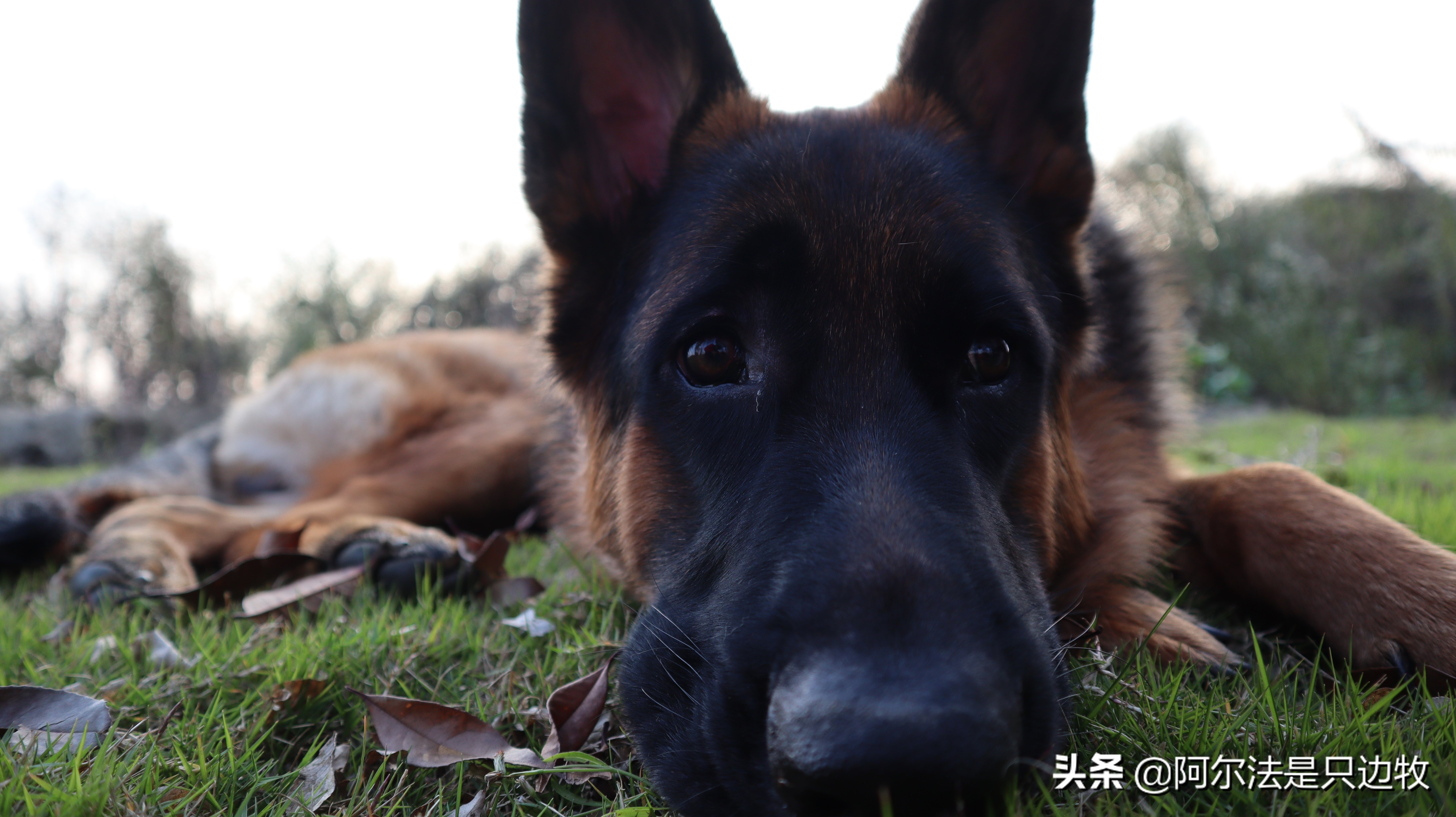 大德牧训练找东西,大德牧训练方法全集