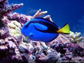 十大最好看的观赏鱼图片大全,十种最漂亮的观赏鱼图片