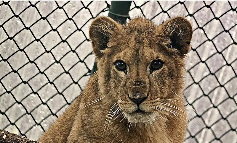 狮子被铁索束缚、棍棒训练、断趾磨牙,逃脱后两代狮王以人为食