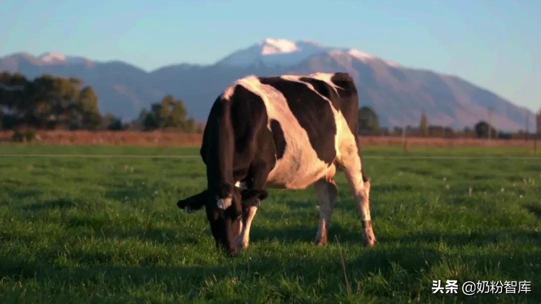 进口奶粉查出香兰素多美滋,进口乳清粉和奶粉