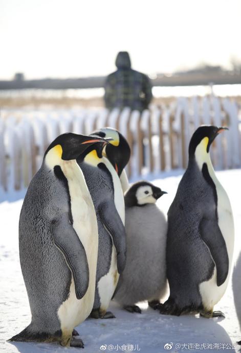 海滩再现绝美荧光海宛如蓝色星河,成都荧光海滩