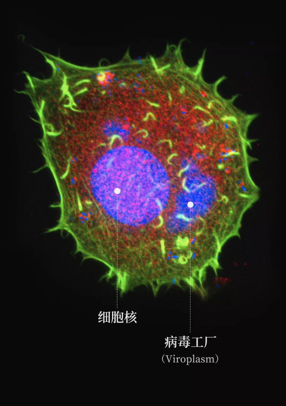 医生和病毒作战,我们如何对付病毒