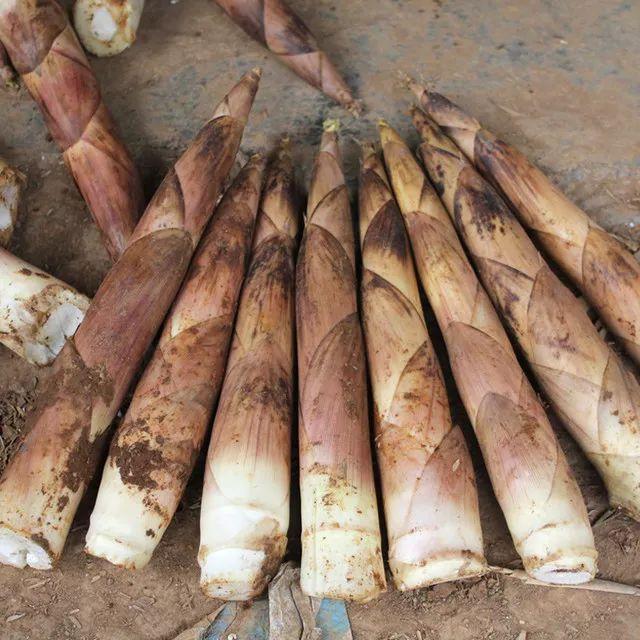 奉化水蜜桃和芋艿头,奉化芋艿头与芋艿子