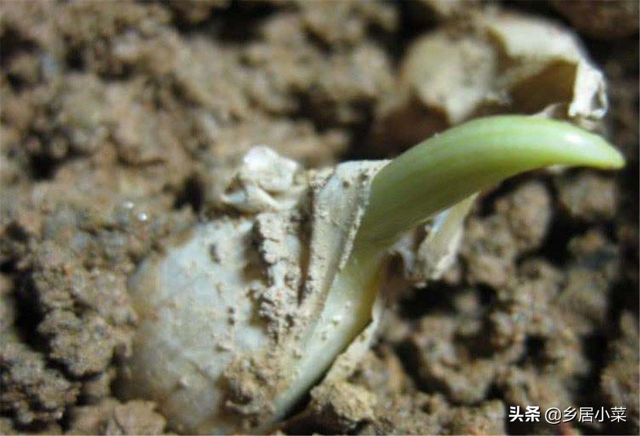 秋天种大蒜不出苗的原因,种植大蒜不生根怎么办