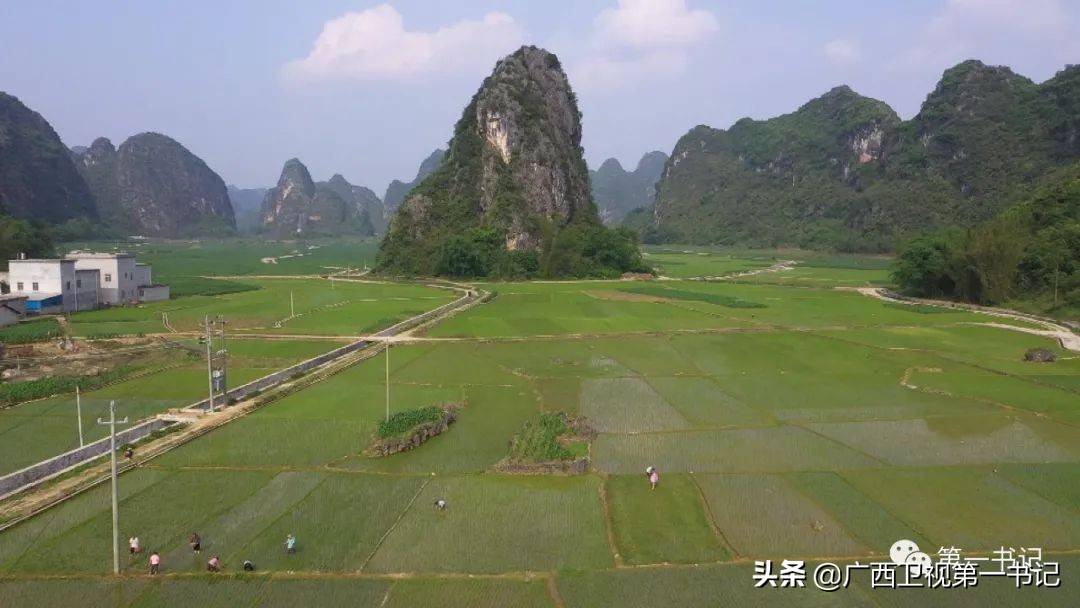 广西天等指天椒出名,广西天等指天辣椒种植