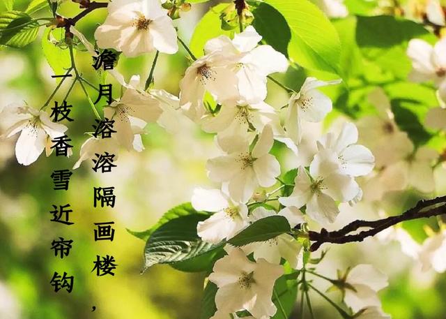 一枝梨花歌舞,一枝梨花诗词