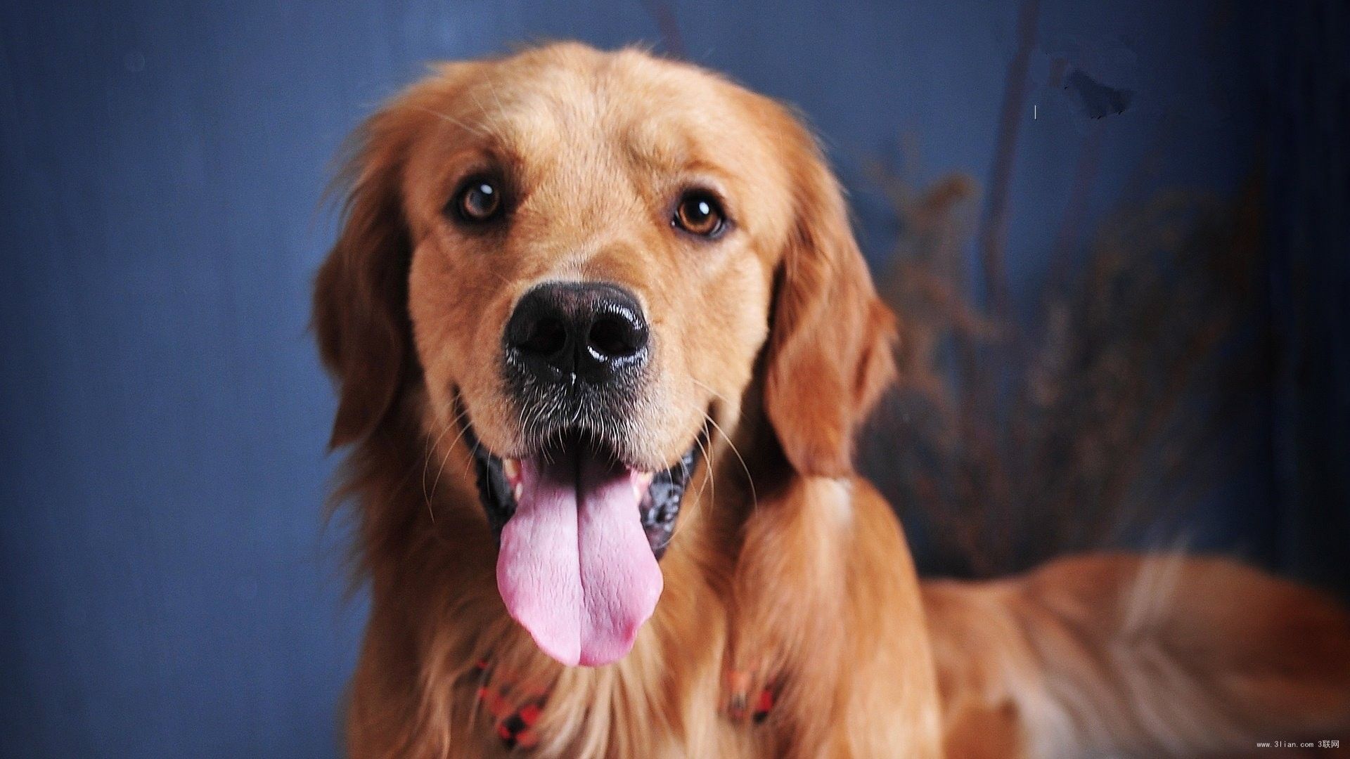 导致狗狗毛掉光的原因,狗狗毛发白有什么预兆