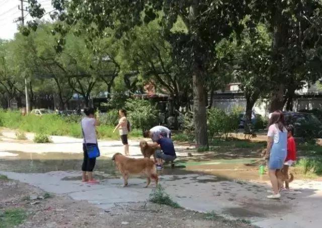 给金毛洗了澡还会掉毛吗,金毛洗完澡后晒干