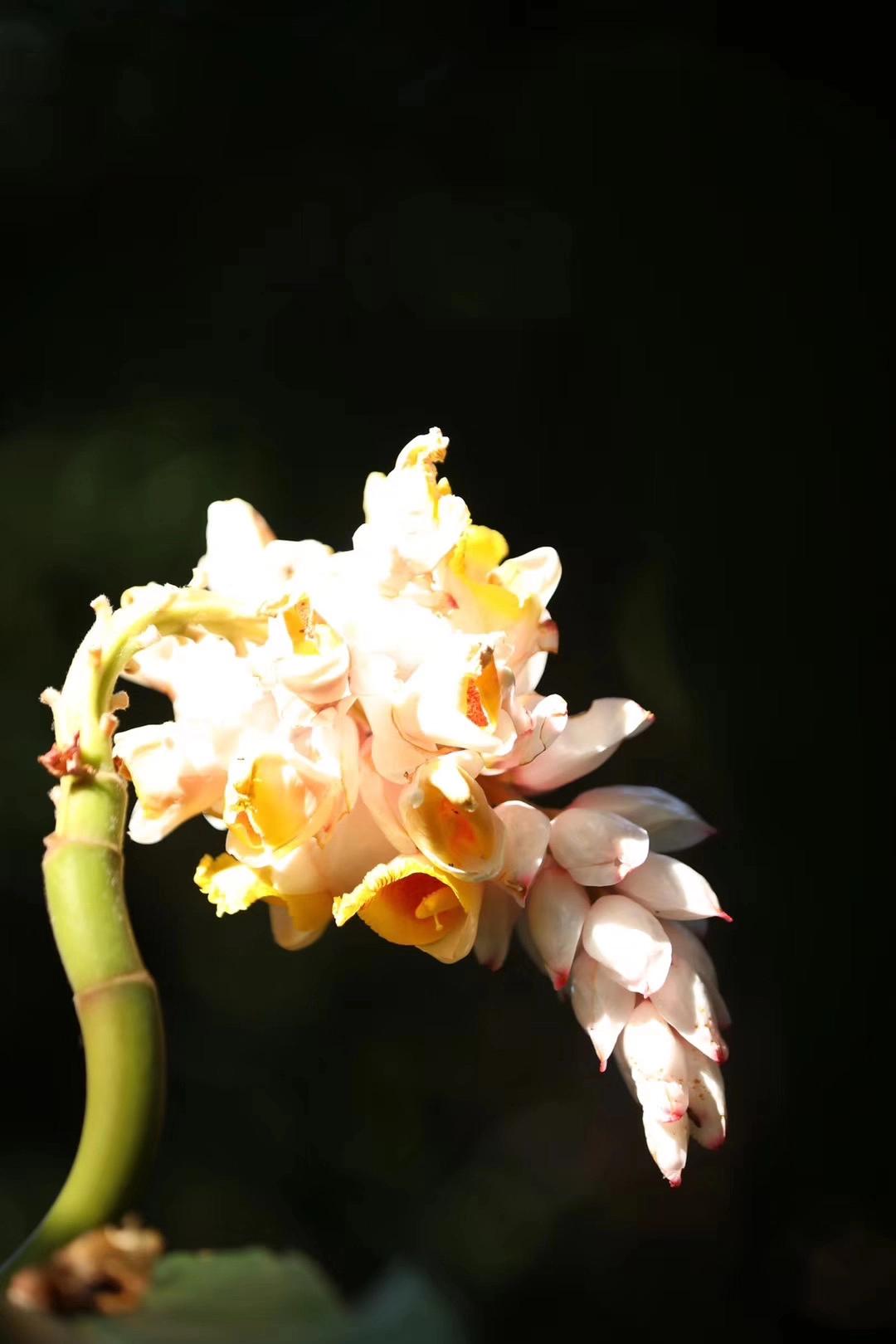 新高尔夫8优缺点,高尔夫优缺点