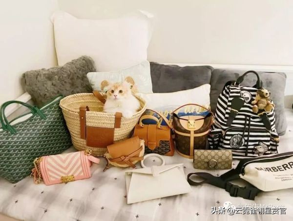 超好看的宠物包,好看又大的宠物包