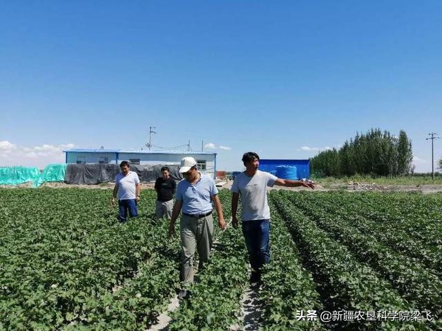 棉花滴灌肥料的正确使用方法,棉花磷酸二氢钾滴灌使用方法