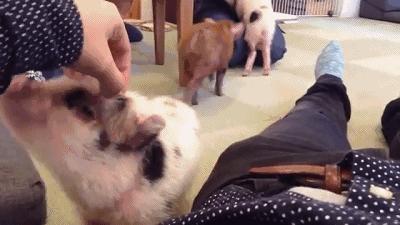 猫咪必去的咖啡馆 (猫咪咖啡厅有什么)