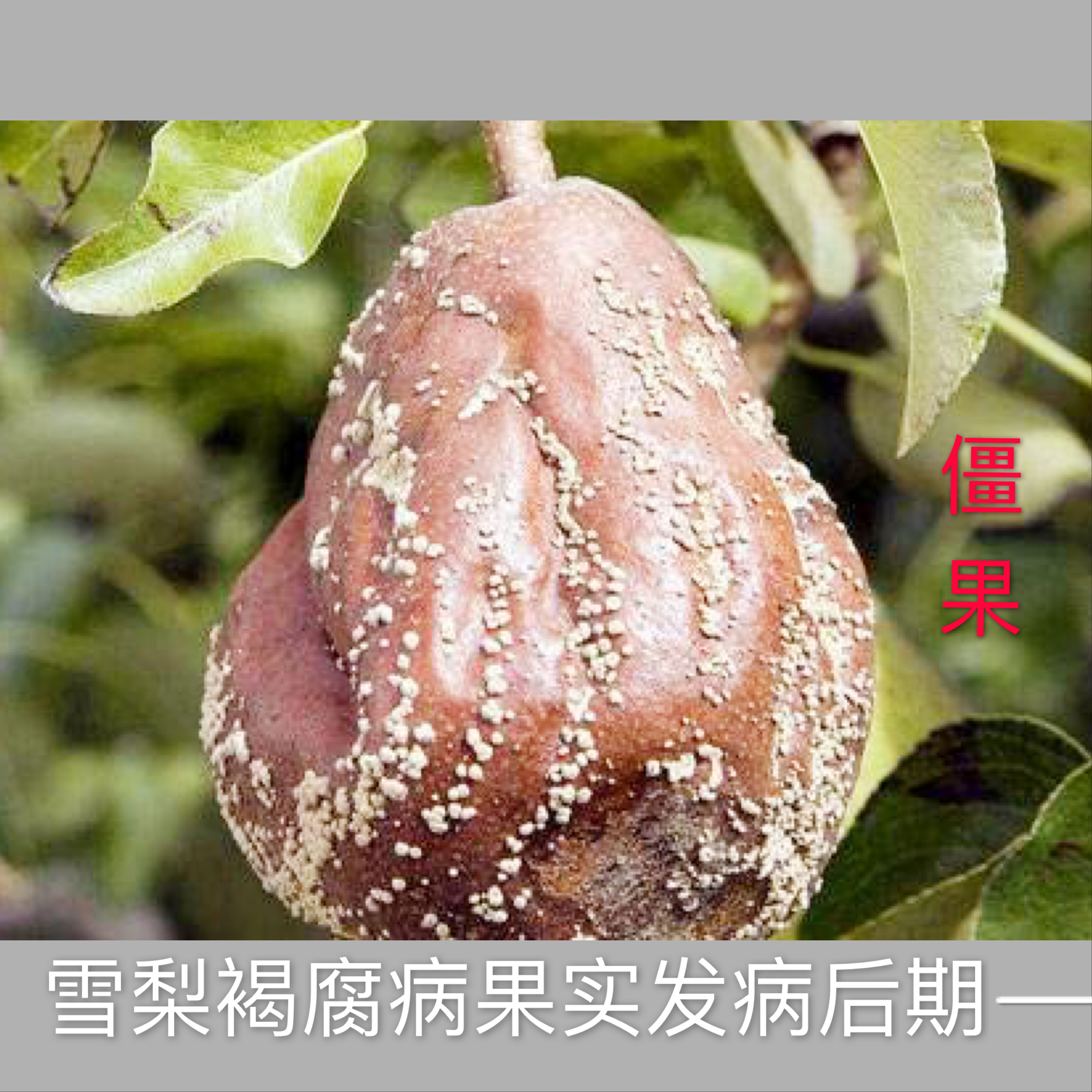 雪梨病虫害的管理,夏雪梨病虫害防治的关键要点