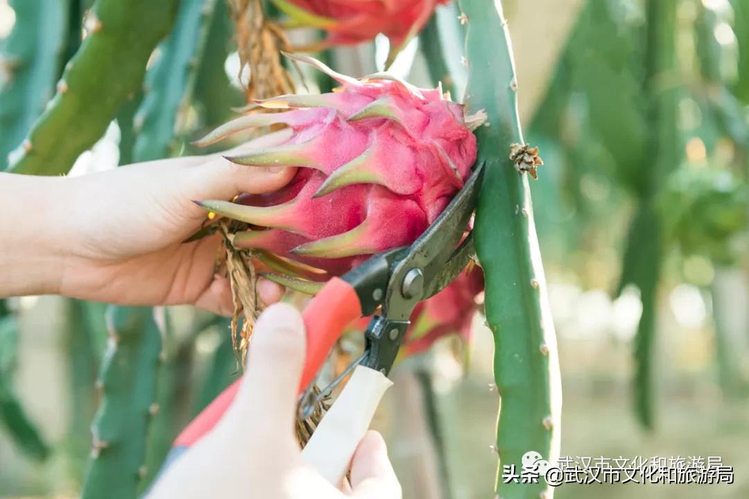 板栗葡萄采摘园,板栗桠葡萄采摘园