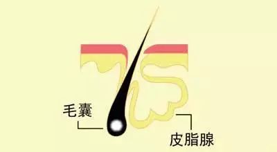 哪些成分是可以真实有效祛痘的 (有什么安全有效的祛痘成分)