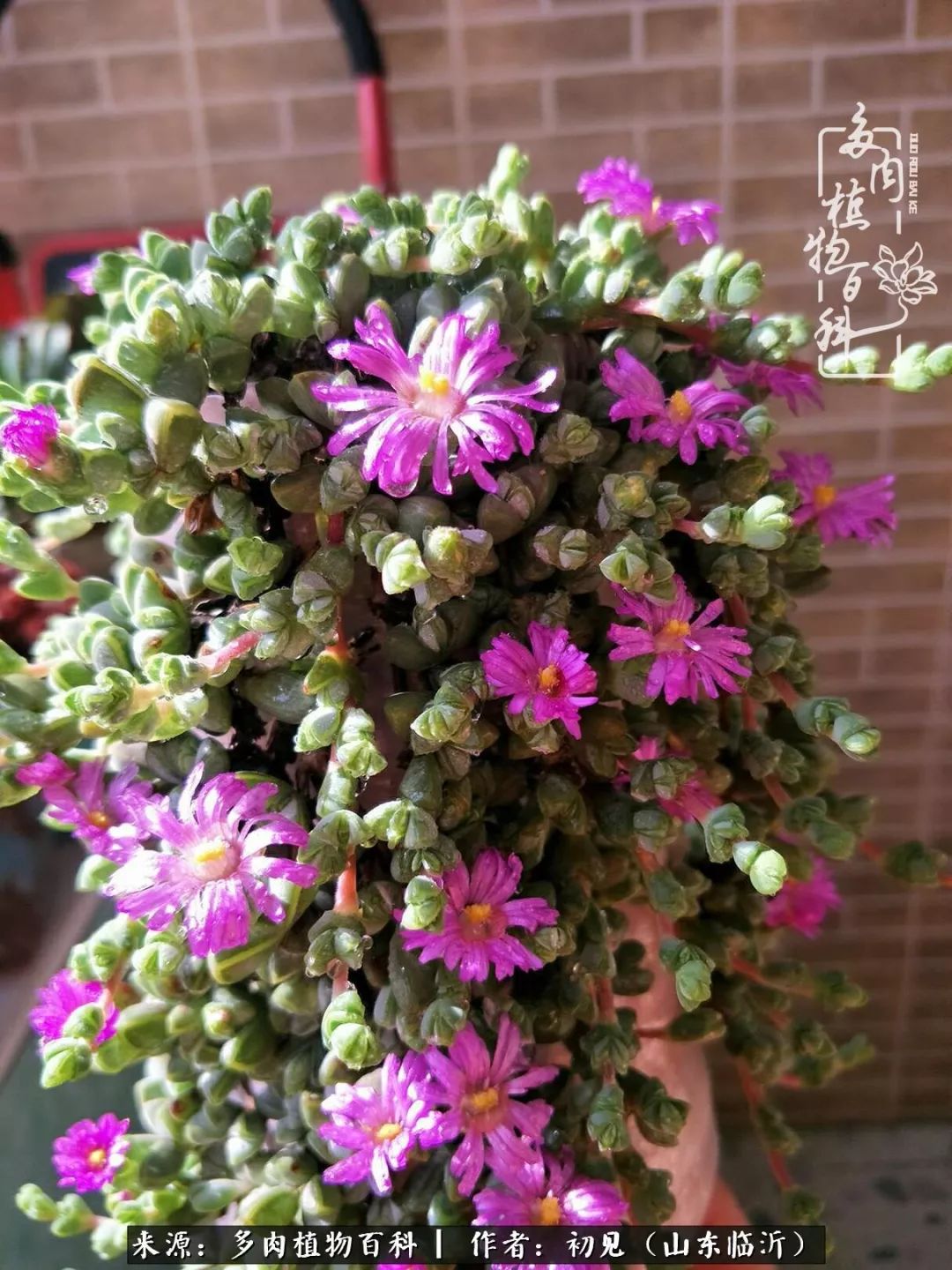 四季颜值在线的多肉,多肉的每一天