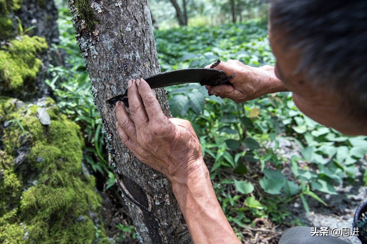 割漆因为什么让人体产生危害,漆树割漆人