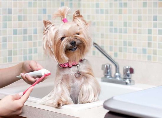 「宠物」宠物越养越精细，天猫国际“宠物美妆”半年增长100%