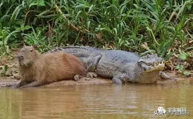 这些动物小时候太可爱简直萌化了,世界十大最受欢迎的动物