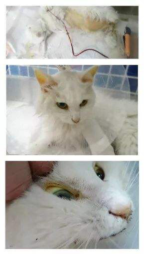 猫慢性肝炎早期几乎不能发觉，判断和预防猫慢性肝炎，应该这么做