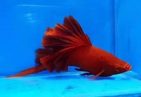 红色黄色的热带鱼是什么热带鱼,热带鱼类型有哪些