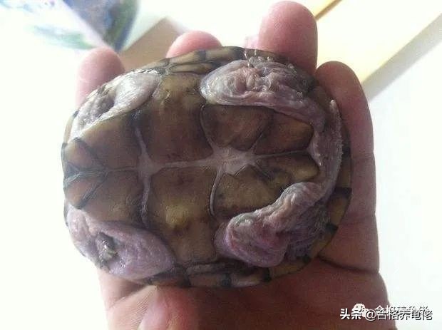 龟常见的病,龟水肿怎么解决