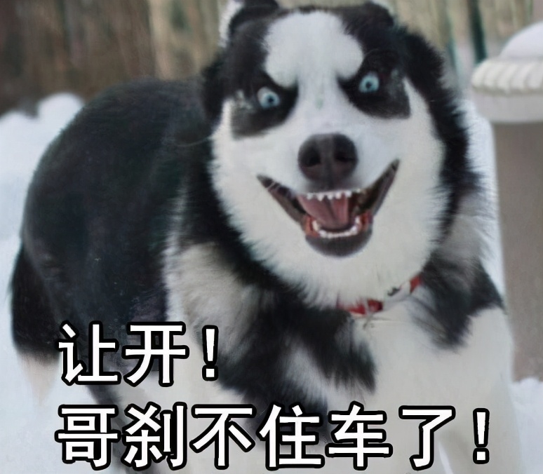 三傻狗有哪些,雪橇三傻是哪三种狗