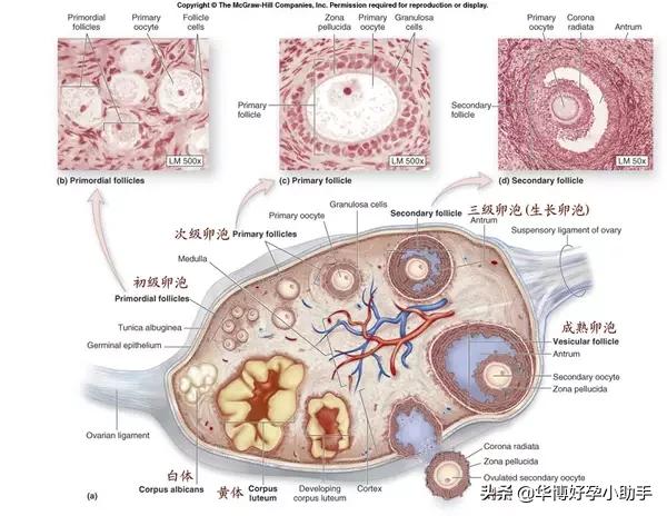 说说排卵那些事儿,说说小卵泡的问题