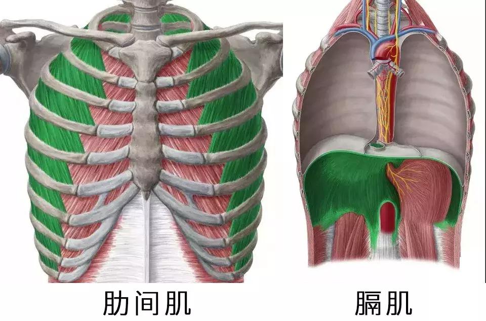 正美体态不对称,正美体态改善扁头是真的吗