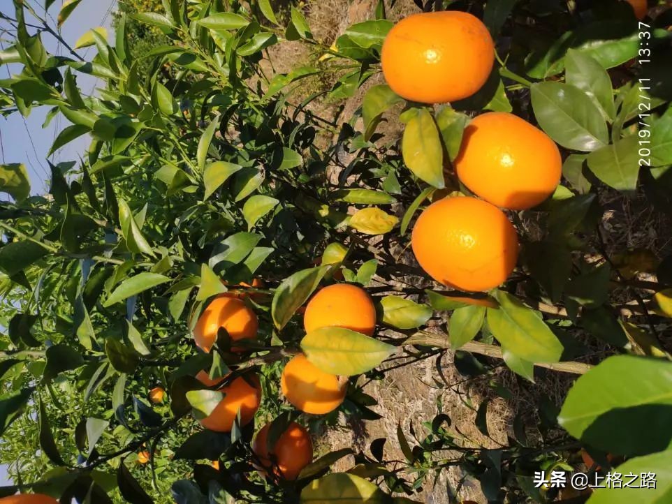 沃柑转色期可以用农药助剂么,沃柑转色期能喷钙吗