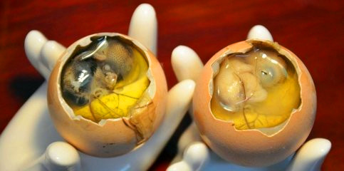 你吃过毛蛋吗,你们有吃过毛蛋吗