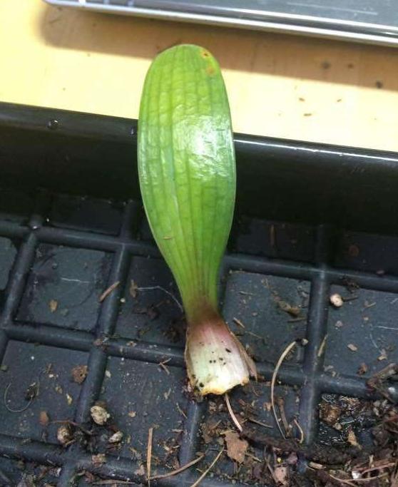 怎样让扦插的君子兰快速生根,土豆扦插君子兰多长时间能够发根