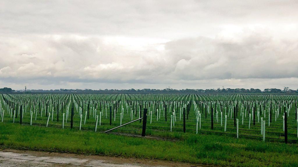 帕史维与拉顿布里产区：不容忽视的高性价比葡萄园投资潜力股