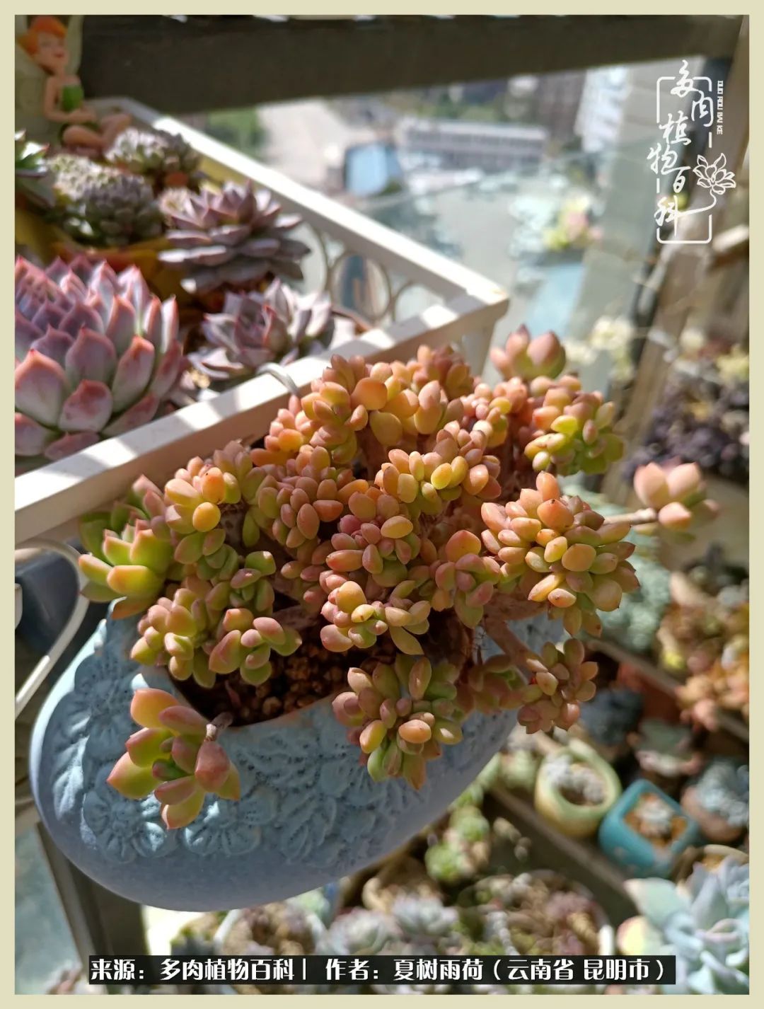 自从养了多肉有了窗台想要个阳台,养多肉10年多